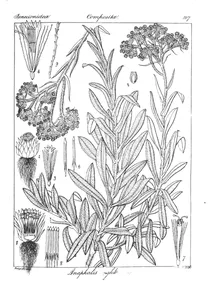 Anaphalis wightiana