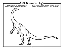 Anchisaurus polyzelus