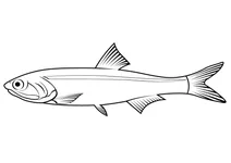Анчоус перуанський (engraulis ringens)