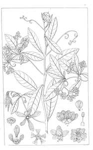 Ancistrocladus heyneanus