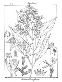 Andrographis ceylanica