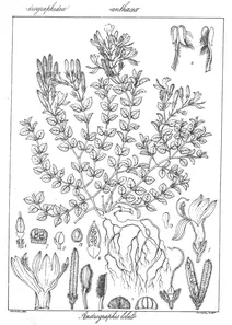 Andrographis lobelioides