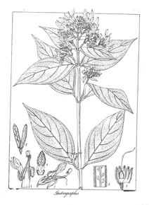 Andrographis neesiana