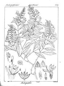 Andrographis viscosula