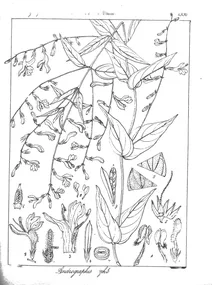 Andrographis wightiana
