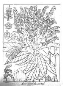 Andromeda formosa