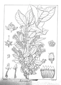 Andromeda lanceolata