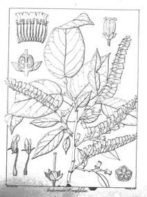 Andromeda ovalifolia
