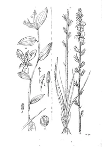 Aneilema biflorum і cartonema parviflorum