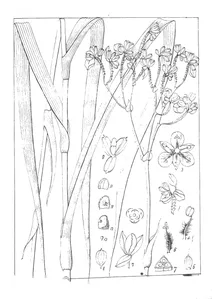 Aneilema ensifolia