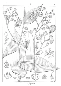 Aneilema latifolia