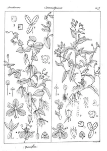 Aneilema pauciflora та aneilema nana
