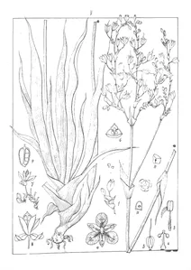 Aneilema scapiflora