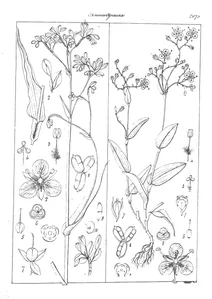 Aneilema secunda і aneilema paniculata