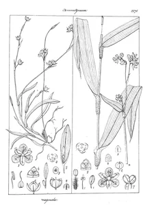 Aneilema vaginata і aneilema terminalis
