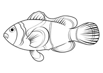Анемонова риба (amphiprion ocellaris)