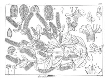 Anischilus albidum