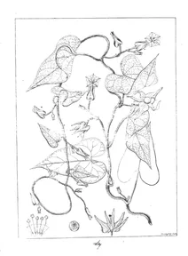 Aniseia calycina