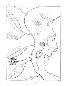 Aniseia uniflora і convolvulus rheedii
