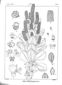 Anisochilus purpureum