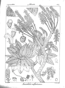 Anisochilus suffruticosum