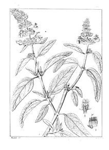 Anisomeles malabarica