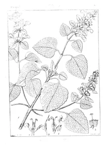 Anisomeles ovata