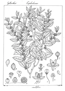 Anisonema multiflora wight