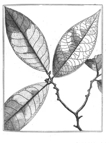 Annona ambotay, 1775