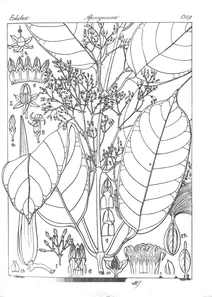 Anodendron candollianum