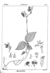 Anoectochilus setaceus