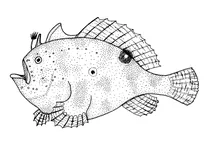 Antennarius nummifer (жаб’яча рибка з плямистим плавцем)
