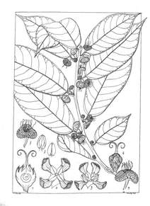 Antiaris saccidora