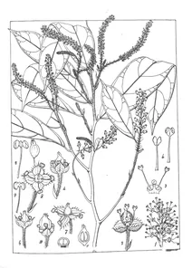 Antidesma acuminatum