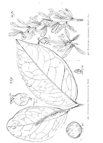 Antidesma dallachyanum і excoecaria parvifolia
