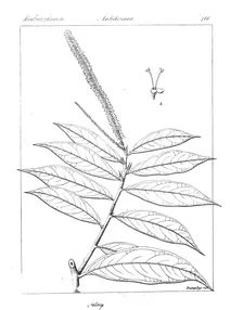 Antidesma lanceolaria і stilago lanceolaria