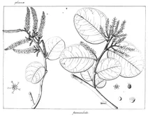 Antidesma paniculatum