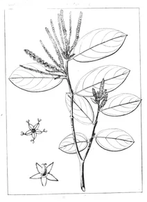 Antidesma pubescens