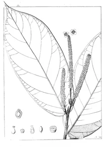 Antidesma tomentosa та stilago tomentosa