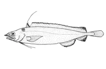 Antimora rostrata (синя антимора)