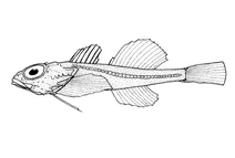 Antipodocottus megalops (рідкісна прибережна рибка)