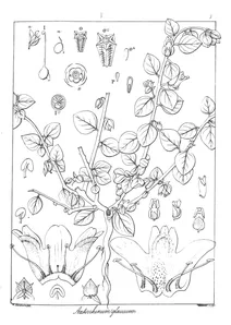 Antirrhinum glaucum