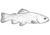 Апачська форель (oncorhynchus apache)