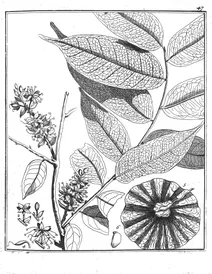 Apalatoa spicata, 1775