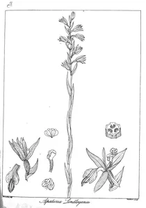 Apaturia lindleyana
