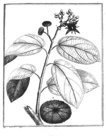 Apeiba aspera, 1775