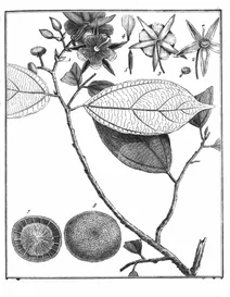 Apeiba glabra, 1775