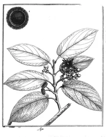 Apeiba petoumo aublet, 1775
