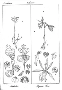 Apetalon minutum та pogonia biflora