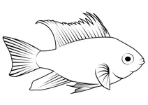 Апістограма раміреза (mikrogeophagus ramirezi)